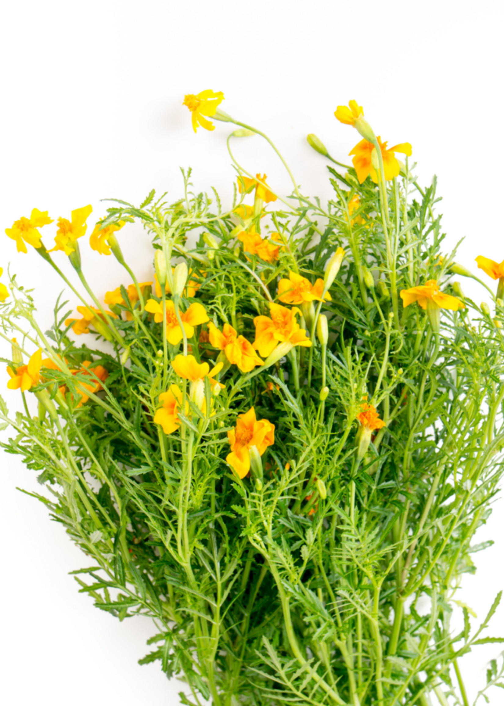 Copy of ZWARTE KOMIJN - Nigella sativa