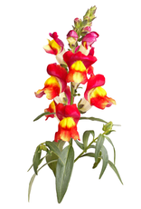 LEEUWENBEK - Antirrhinum majus nanum