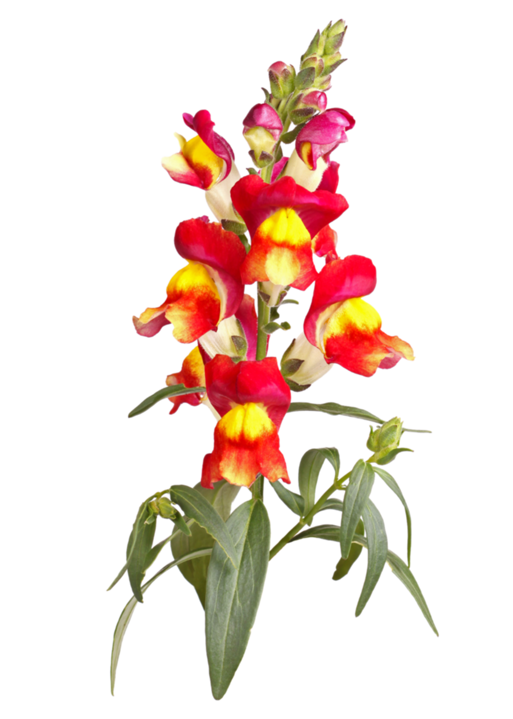 Copy of STERAFRIKAANTJE - Tagetes tenuifolia