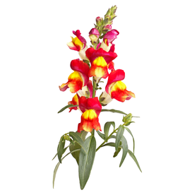 LEEUWENBEK - Antirrhinum majus nanum