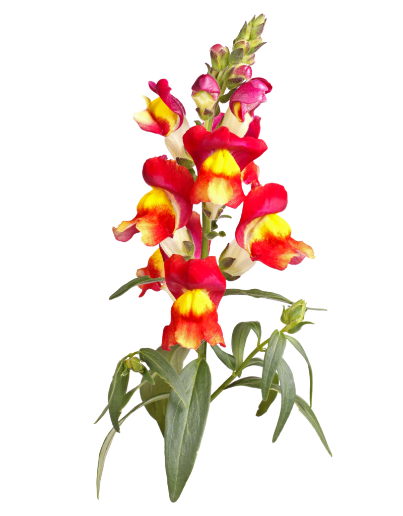 LEEUWENBEK - Antirrhinum majus nanum