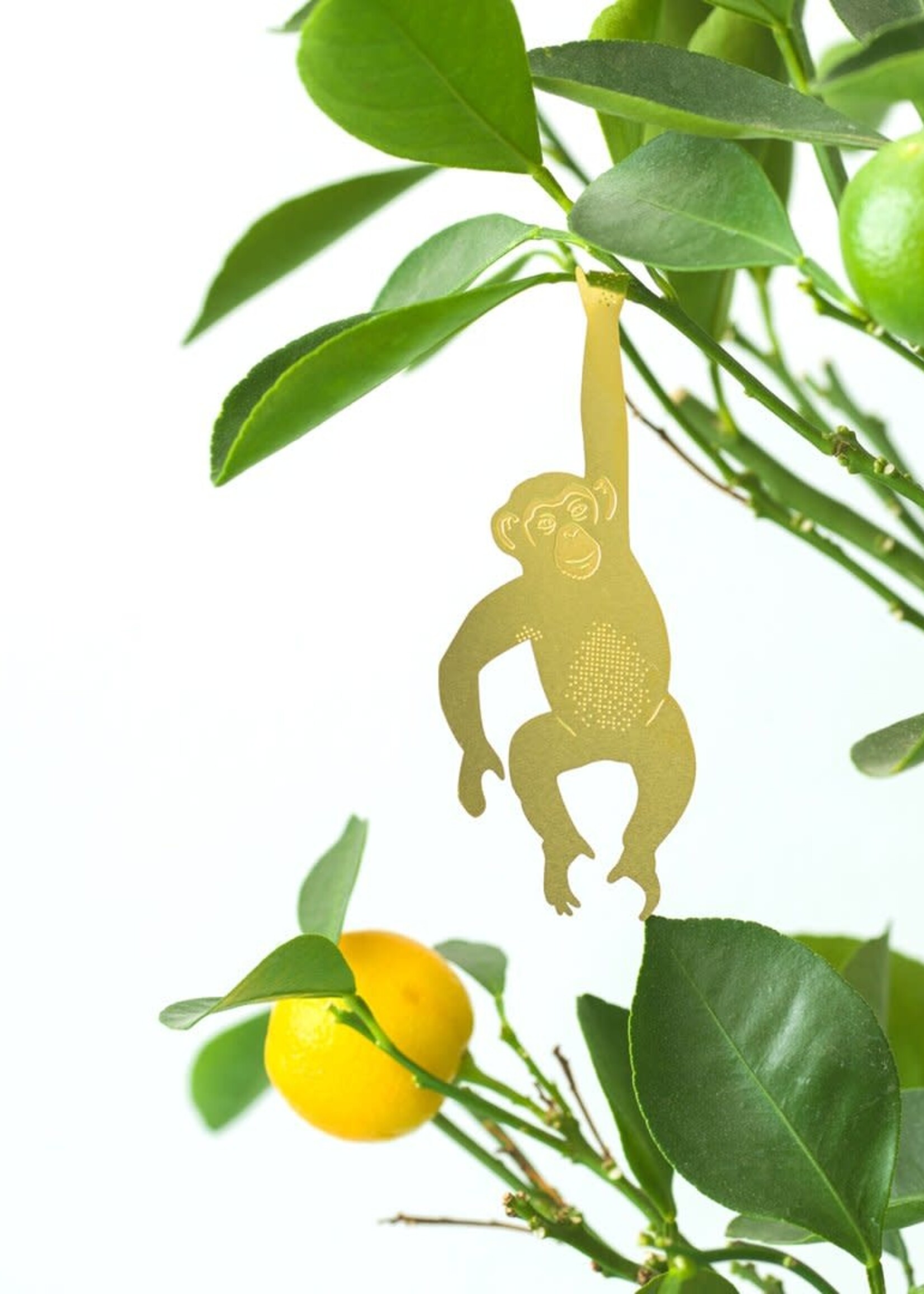 PLANT ANIMAL - Chimpanzee