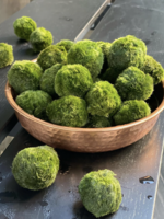 Animaux Spéciaux Botanical Wonders MARIMO - Cladophora aegagropila