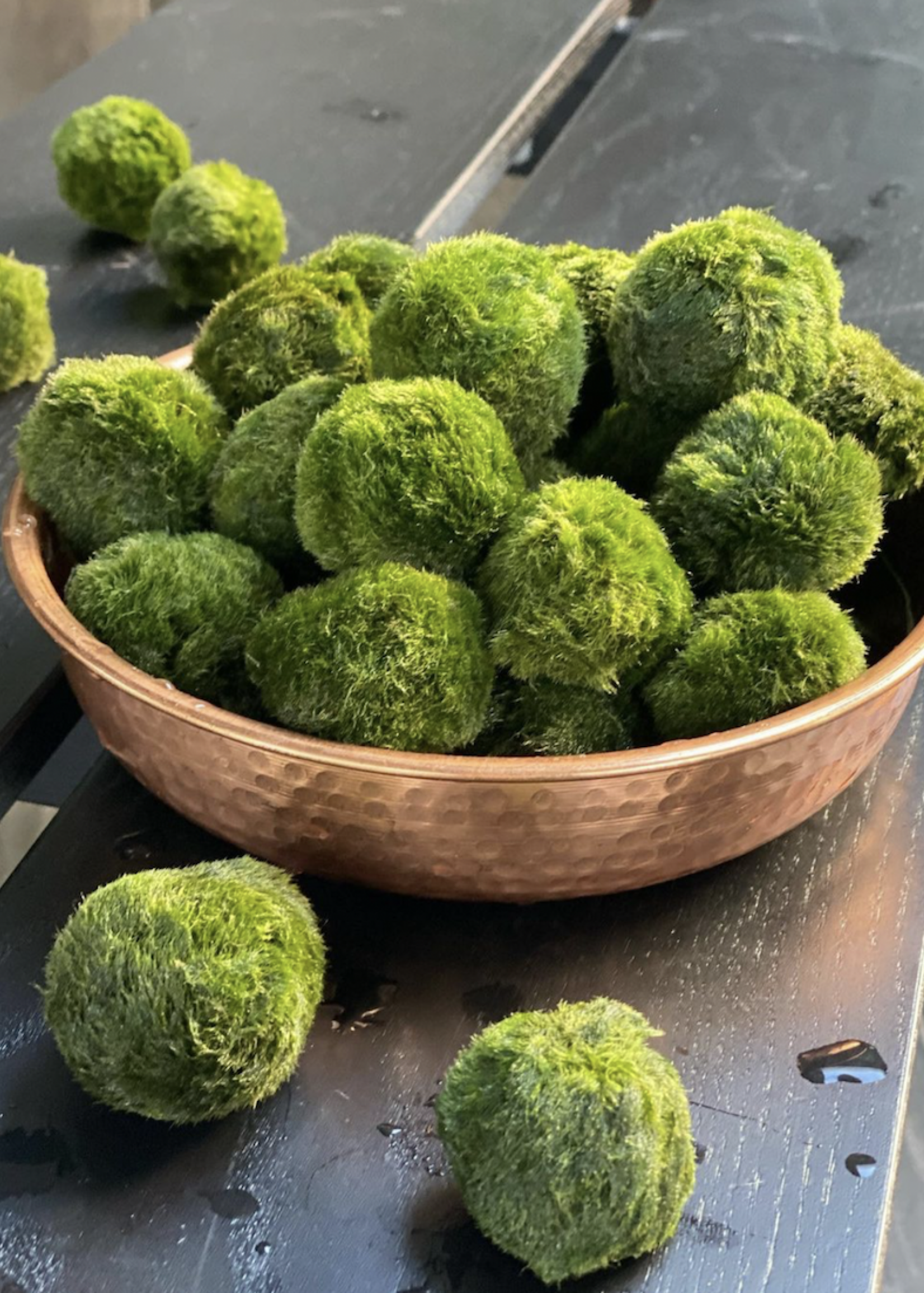Animaux Spéciaux Botanical Wonders MARIMO - Cladophora aegagropila