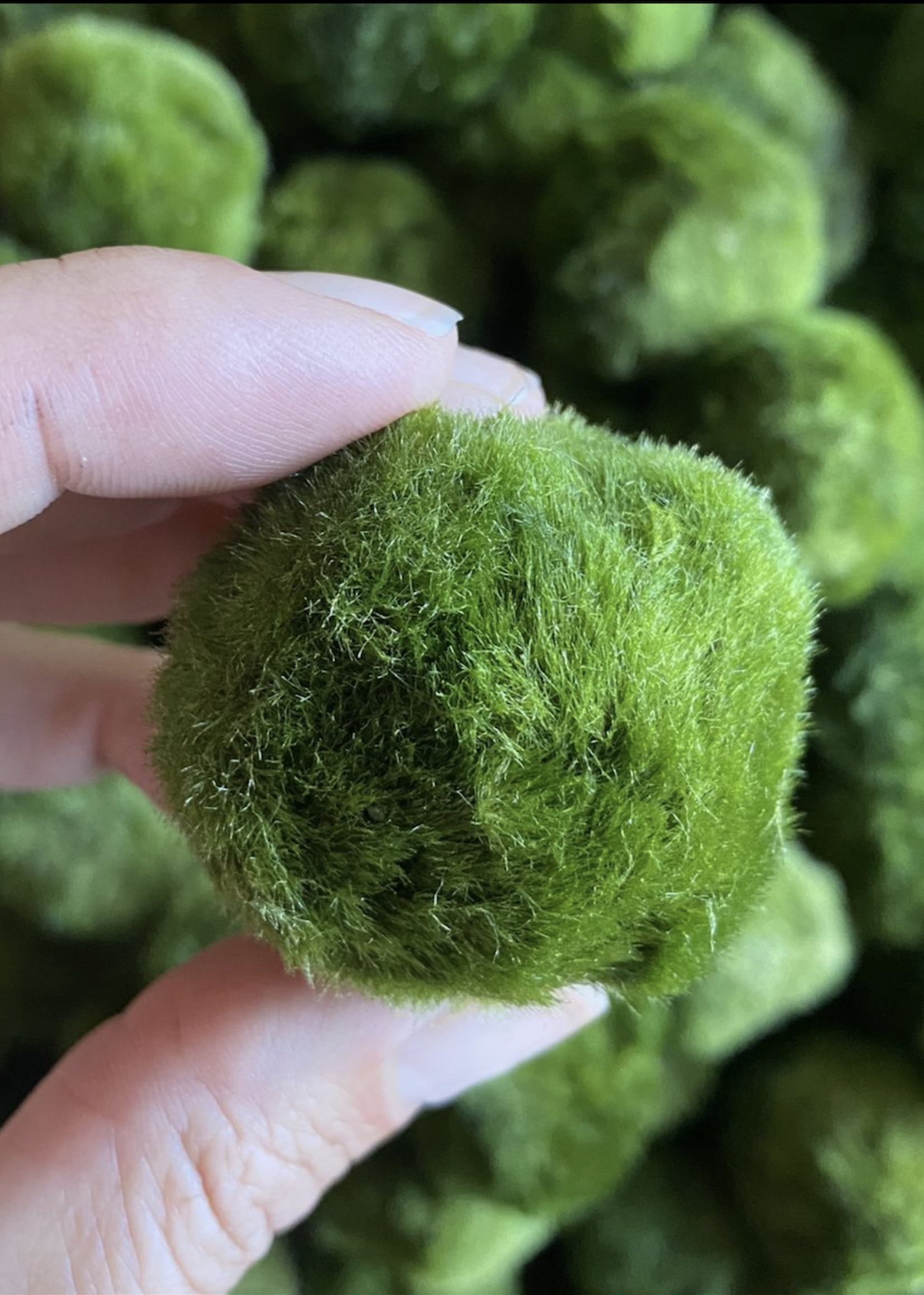 Animaux Spéciaux Botanical Wonders MARIMO - Cladophora aegagropila