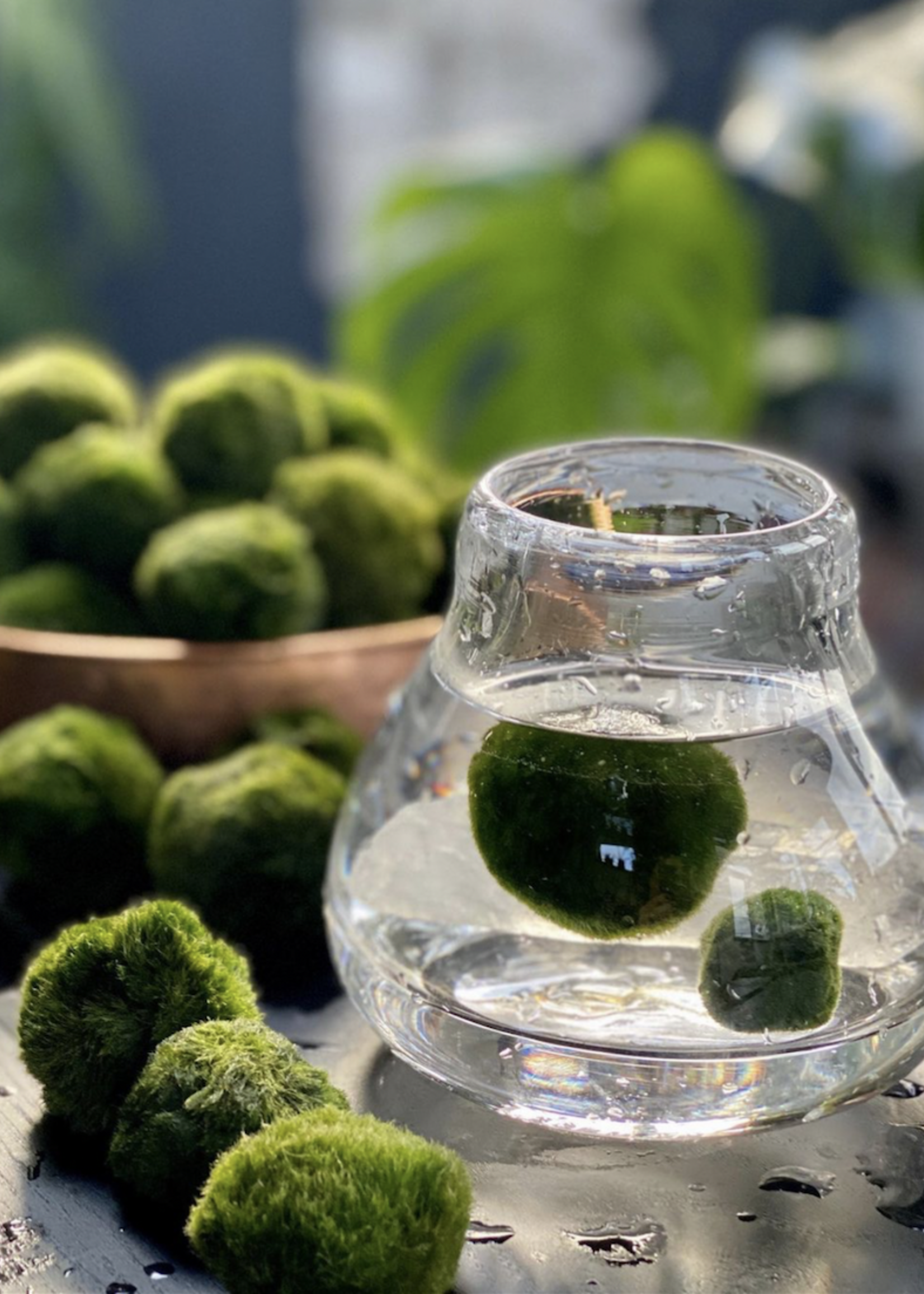 Animaux Spéciaux Botanical Wonders MARIMO - Cladophora aegagropila