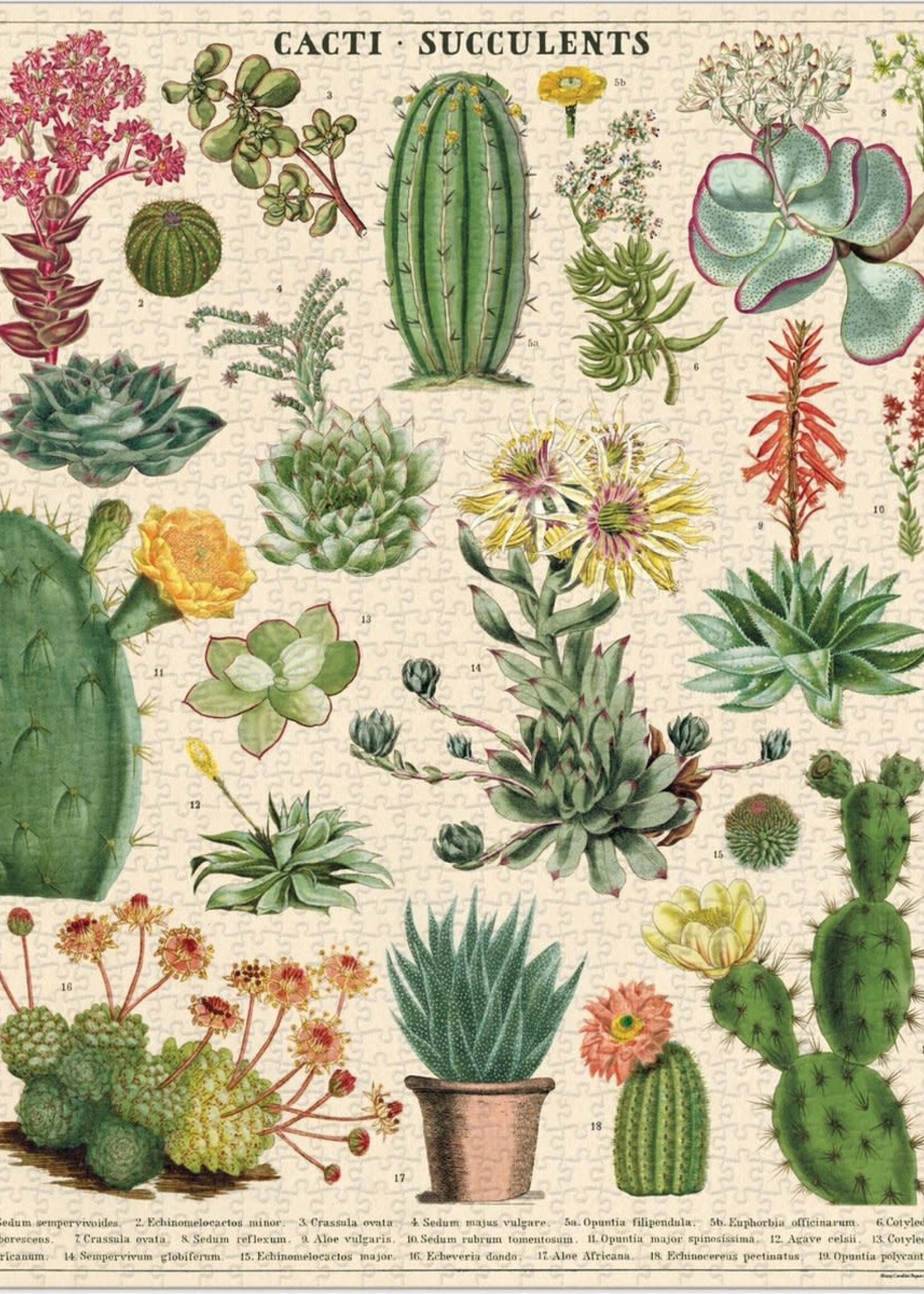 PUZZEL - Cactussen en vetplanten