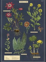 VINTAGE POSTER - Herbarium
