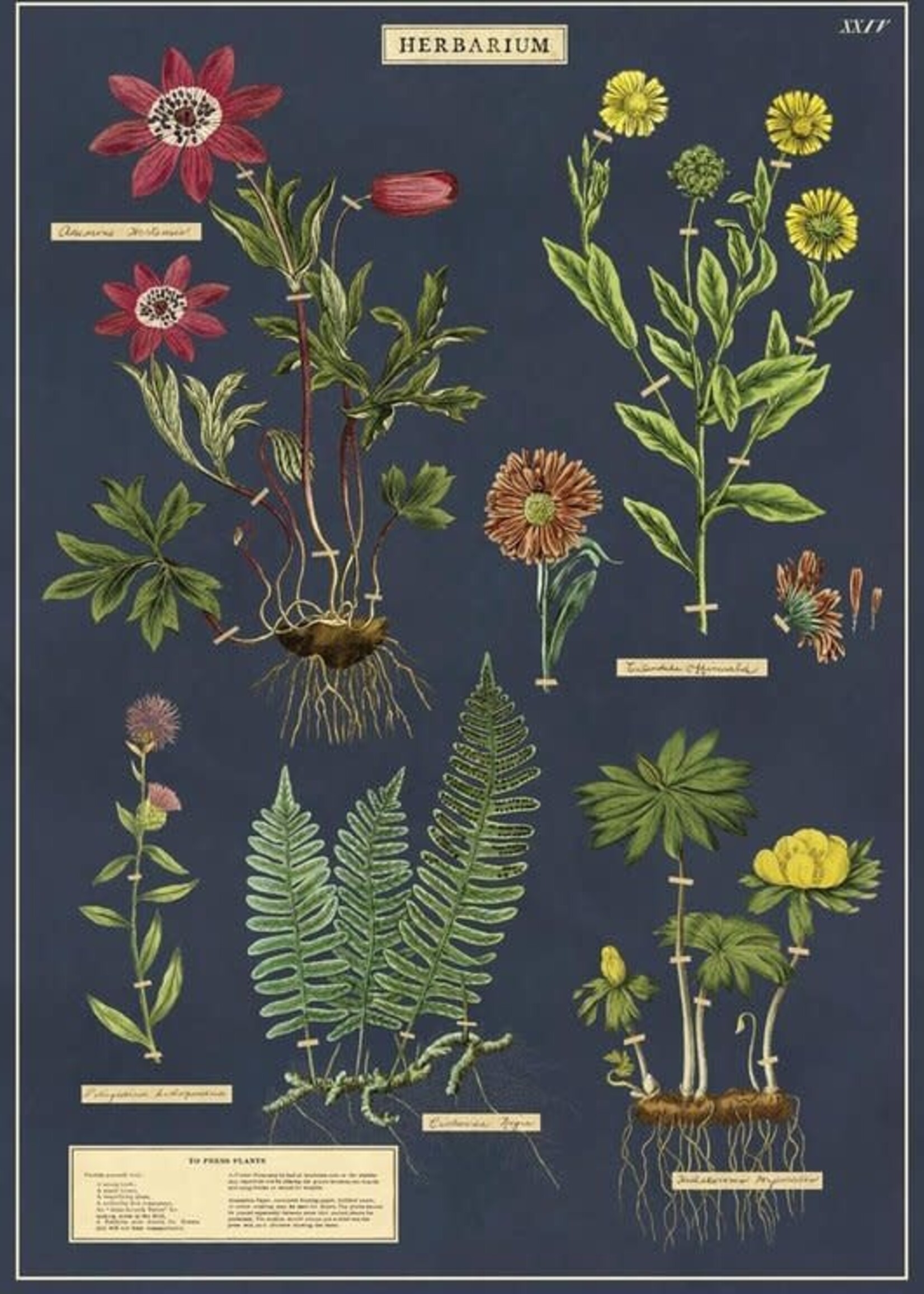 VINTAGE POSTER - Herbarium(50x70cm)