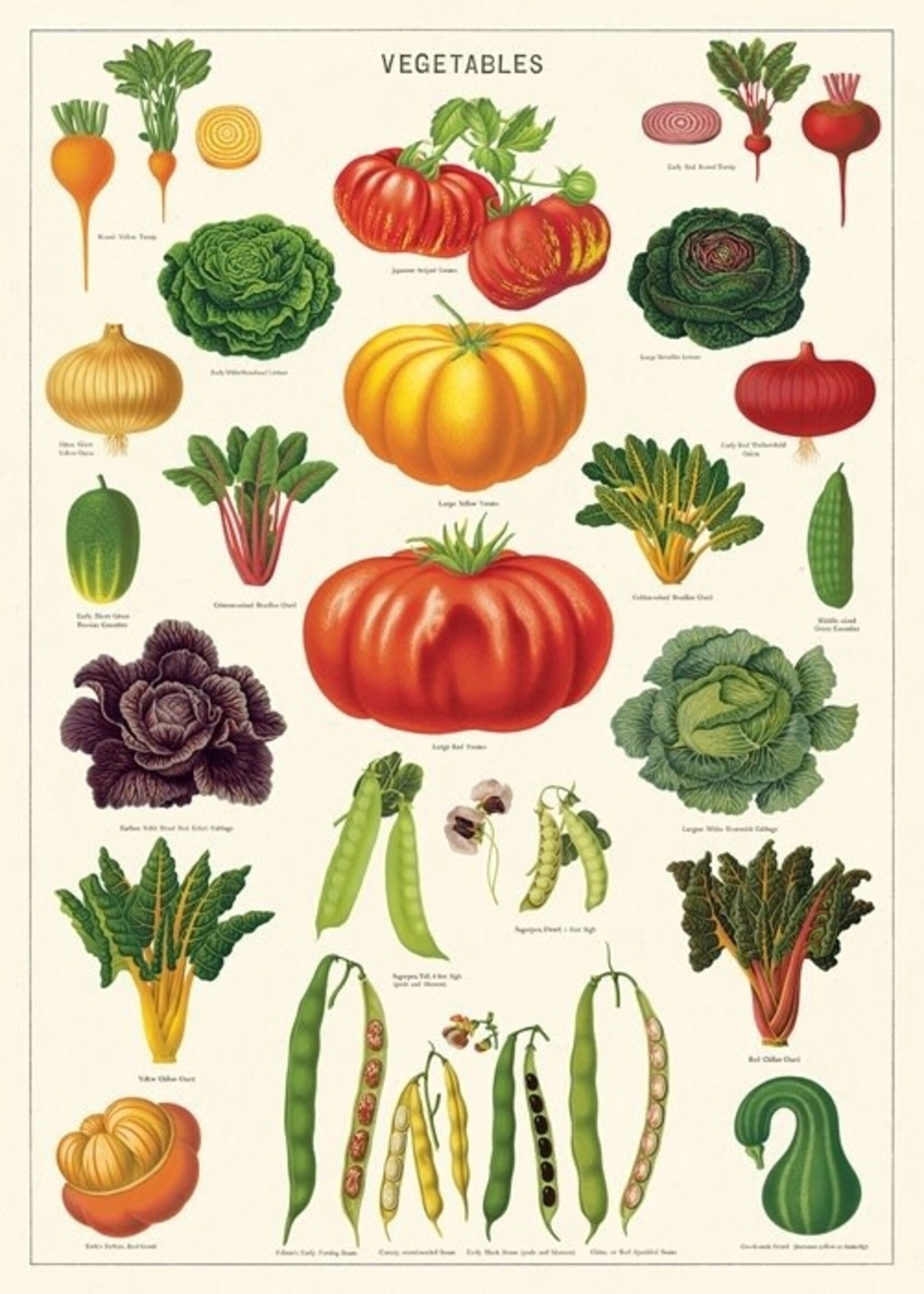 VINTAGE POSTER -Vegetables