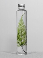 PLANTEN SPECIMEN - Tabaria fern (200ml)