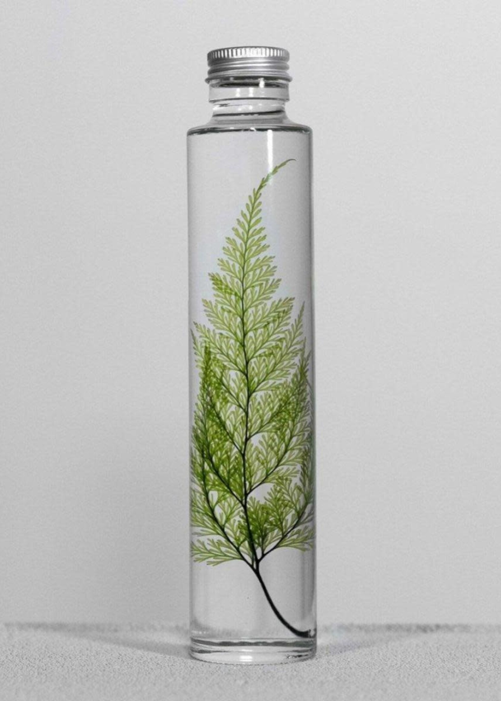 PLANTSPECIMEN - Tabaria fern (200ml)
