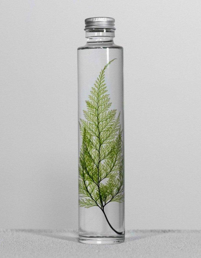 PLANTSPECIMEN - Tabaria fern (200ml)