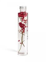 PLANTEN SPECIMEN - Piper nigrum