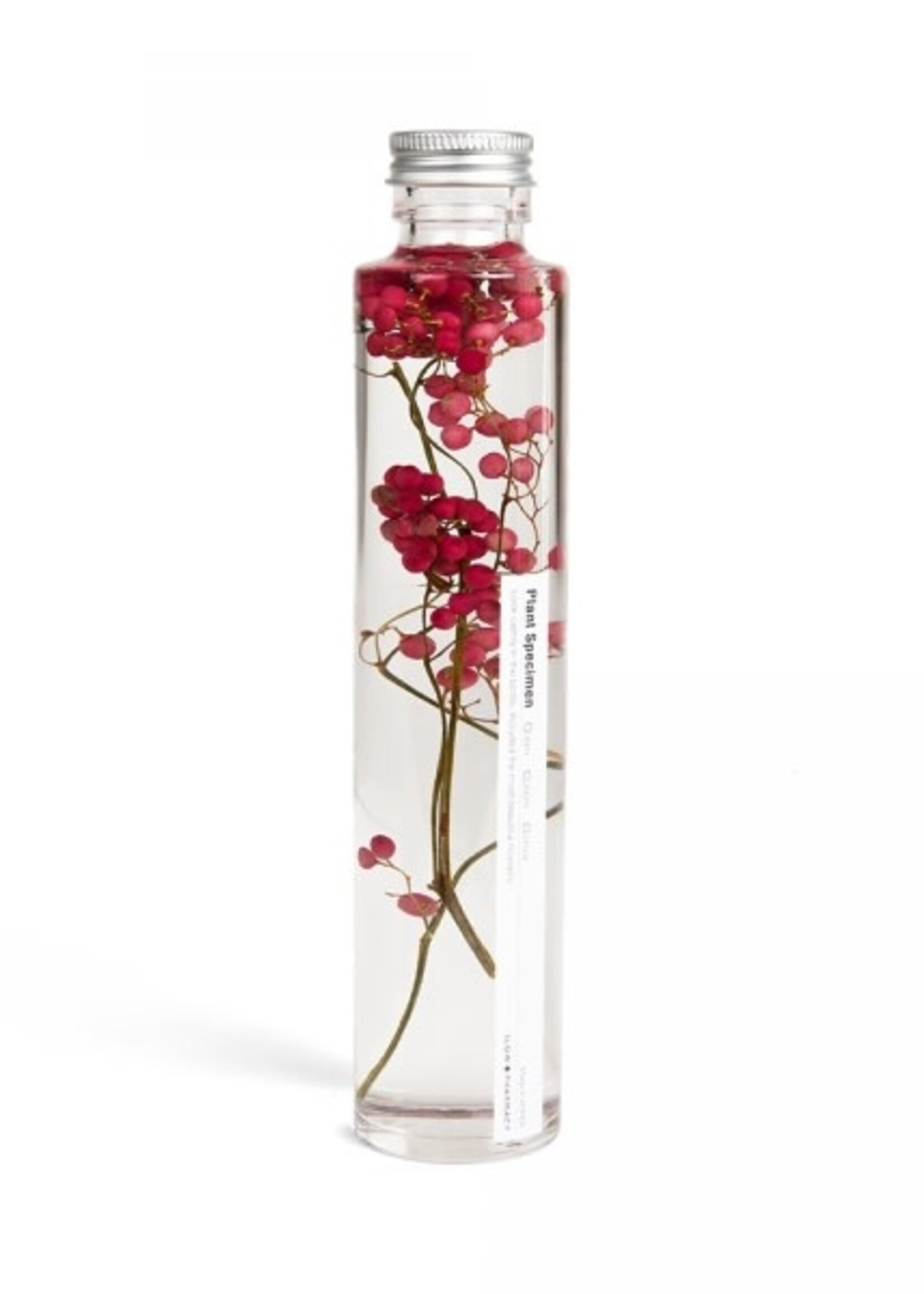 PLANTEN SPECIMEN - Piper nigrum