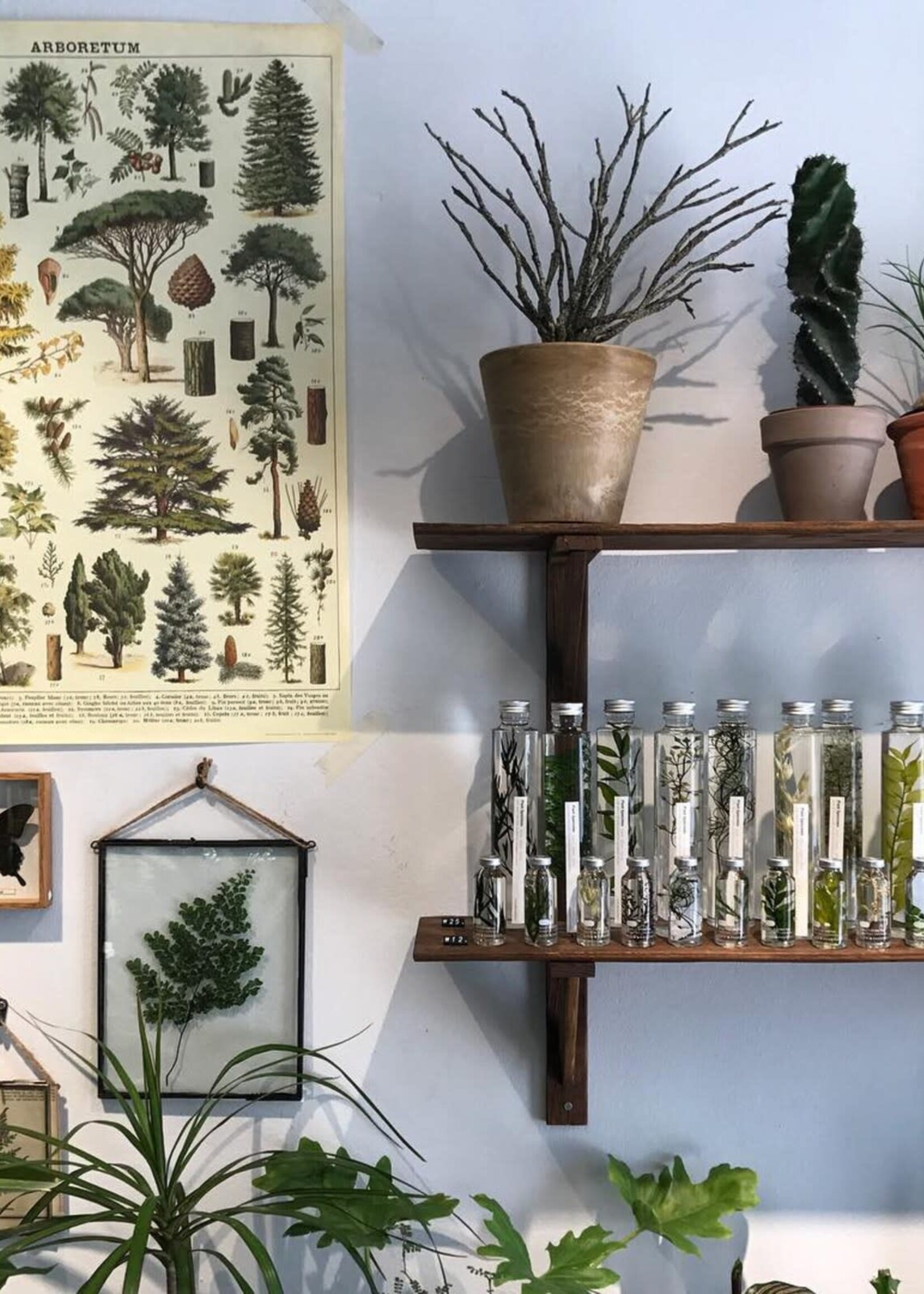 PLANTEN SPECIMEN - Piper nigrum