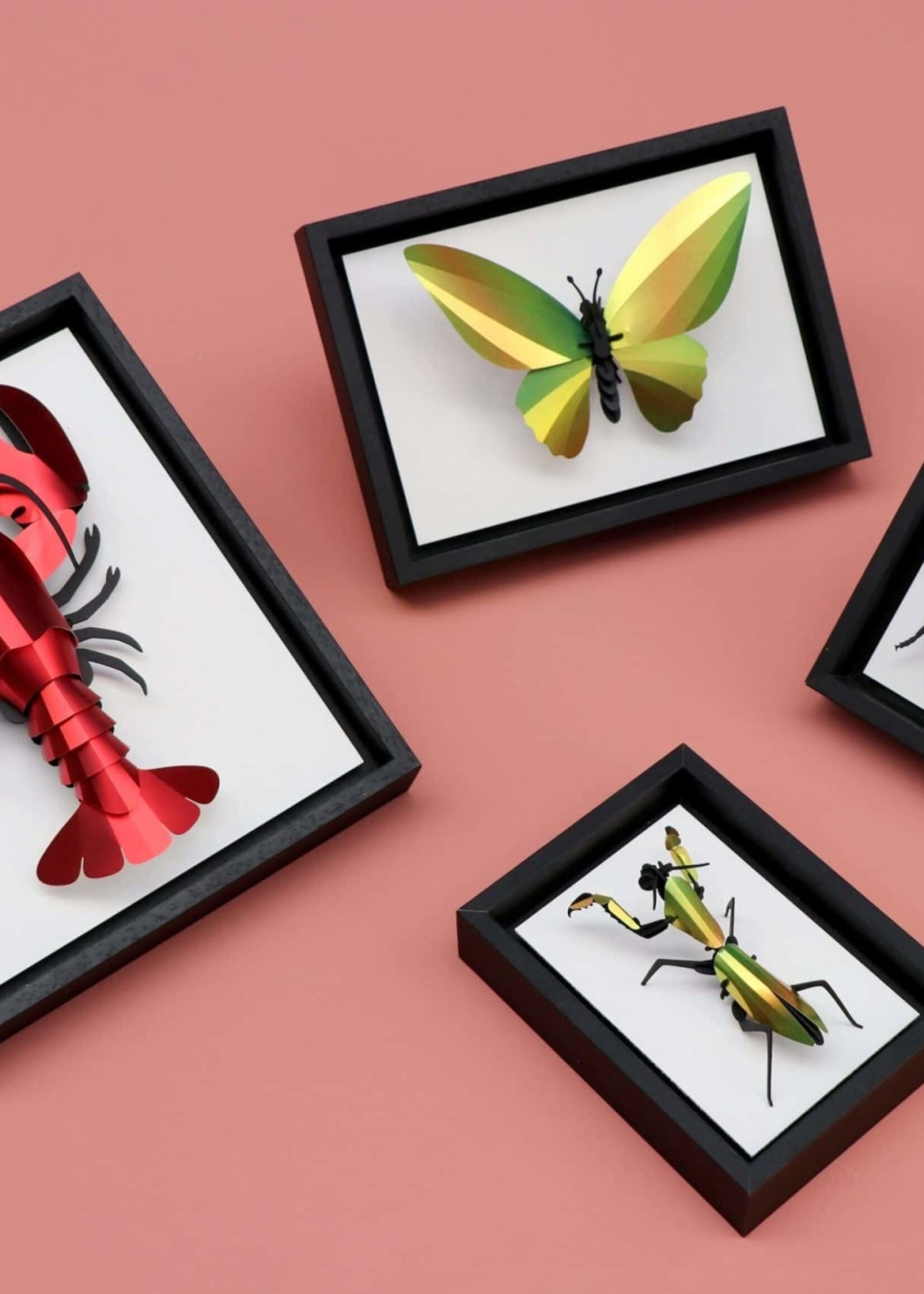 CADRE EN BOIS pour du carton insectes