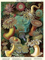 VINTAGE POSTER - Sea anomone (50x70cm)
