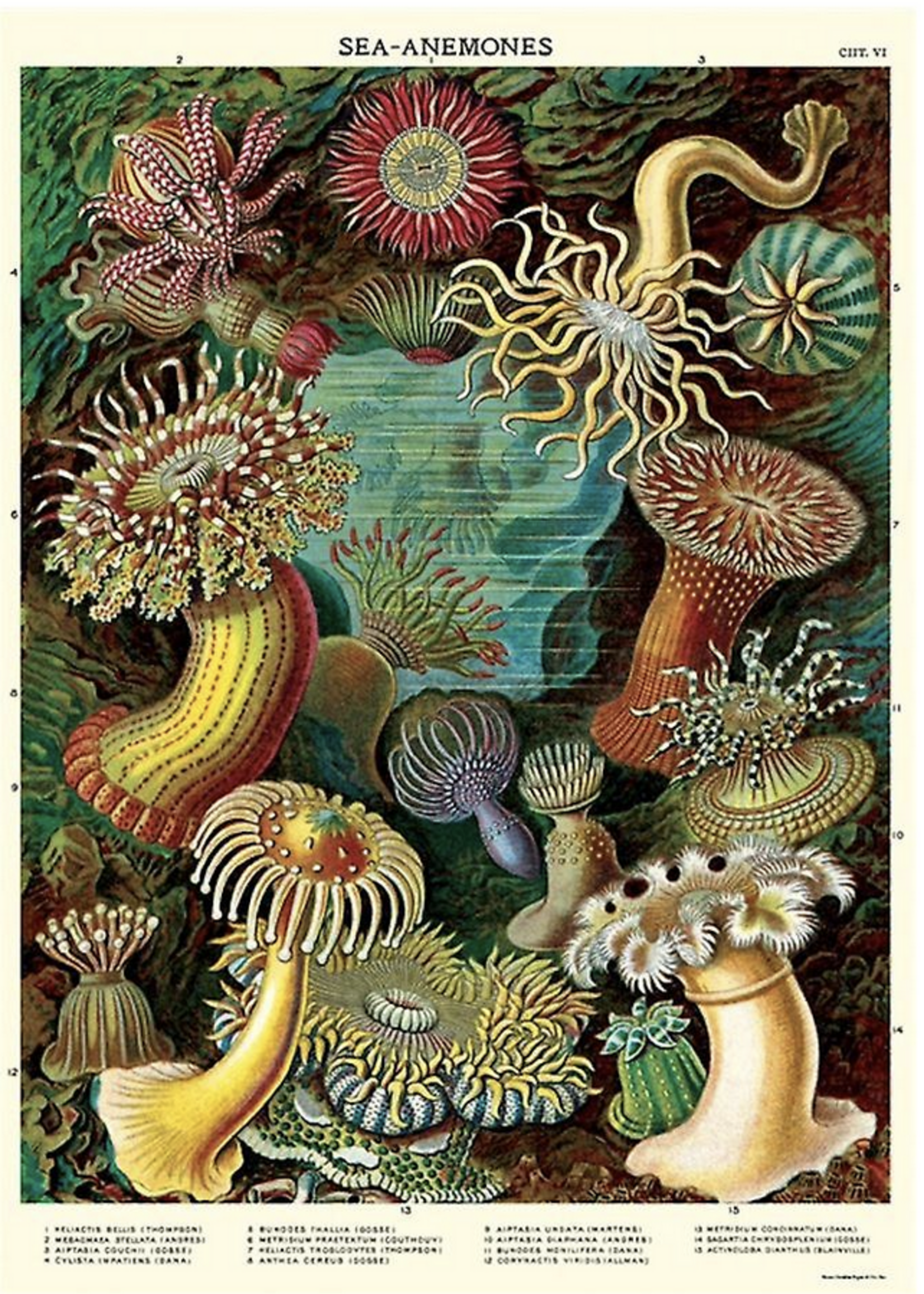 VINTAGE POSTER - Sea anomone (50x70cm)