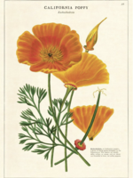 VINTAGE POSTER - Papaver (50x70cm)