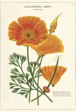 VINTAGE POSTER - California Poppy (50x70cm)