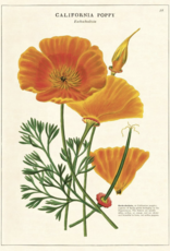 VINTAGE POSTER - Papaver (50x70cm)