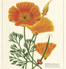 VINTAGE POSTER - Papaver (50x70cm)