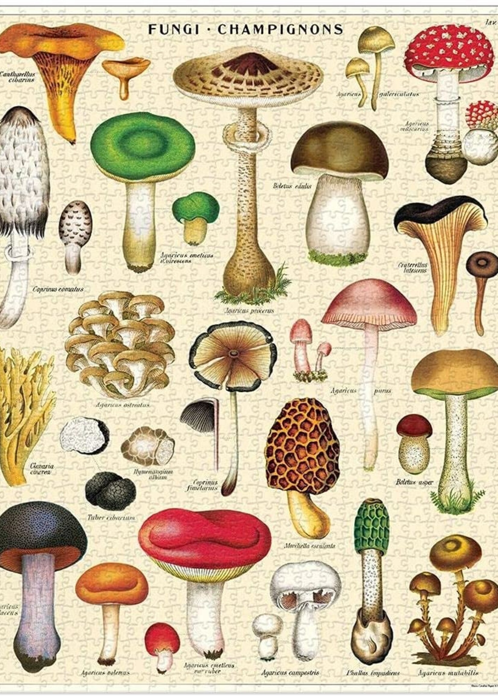 PUZZLE - Mushrooms