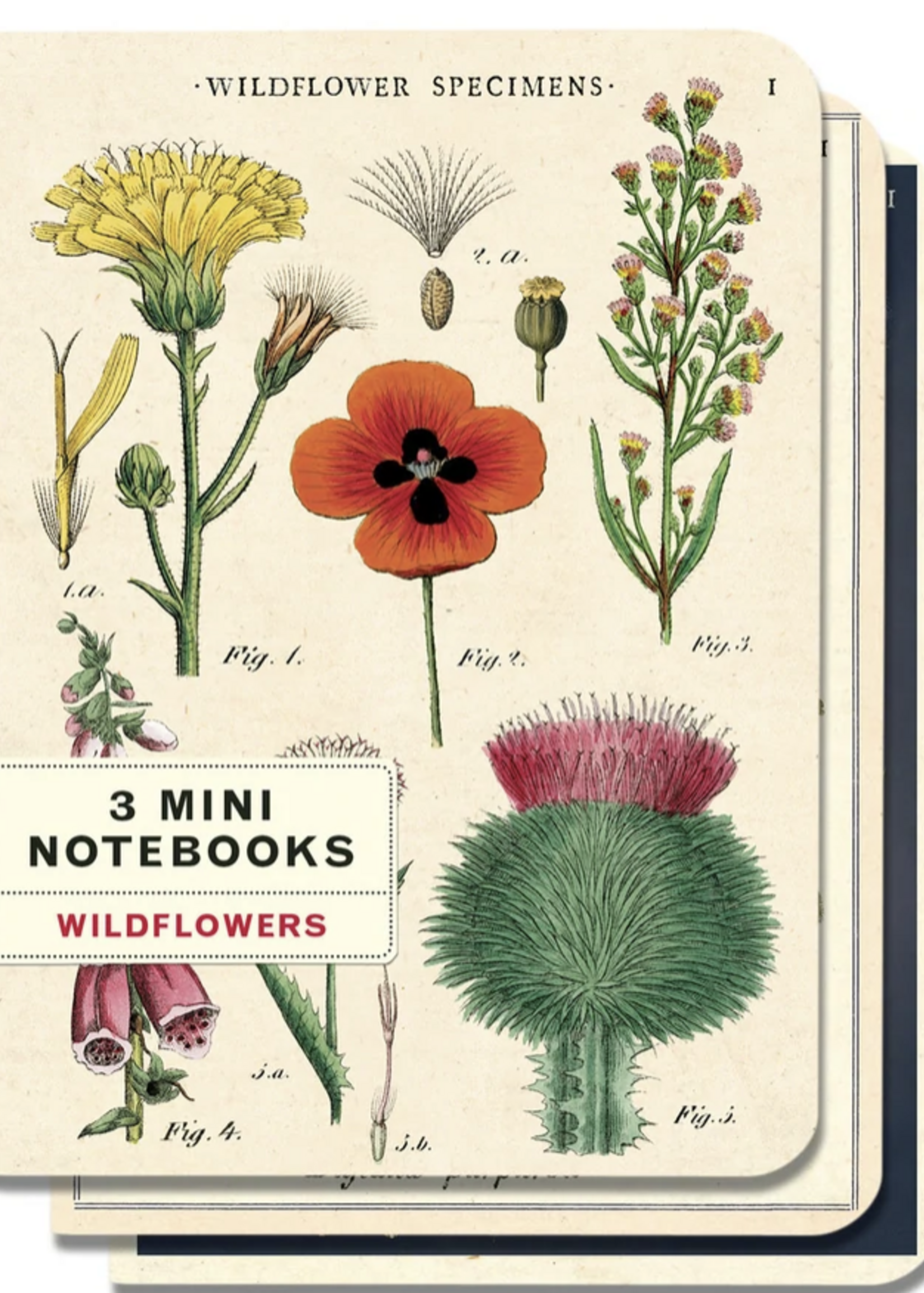 3 PETITS CARNETS DE NOTES - Fleurs sauvages