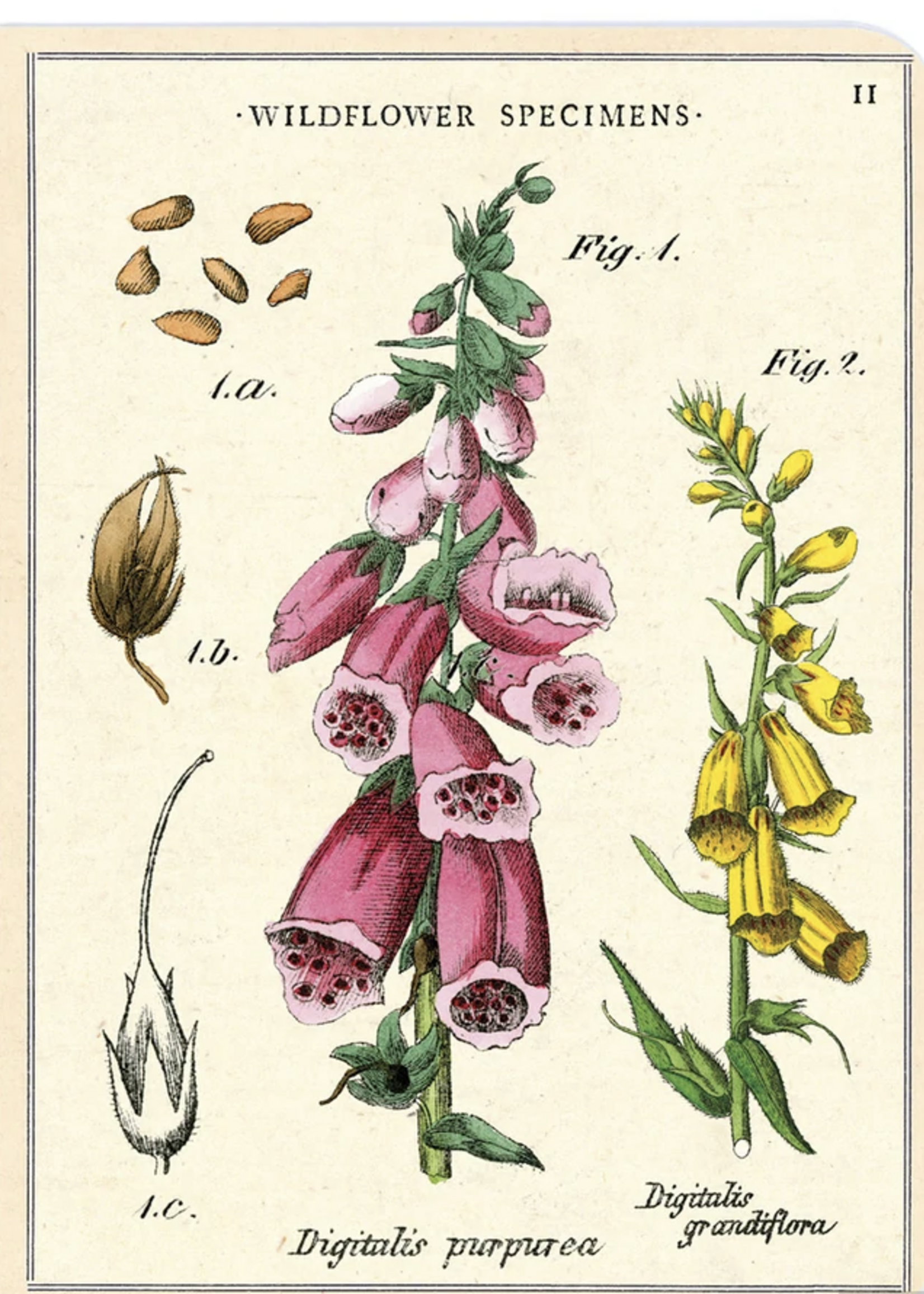 3 PETITS CARNETS DE NOTES - Fleurs sauvages