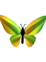 DIY WANDDECORATIE - Birdwing Vlinder