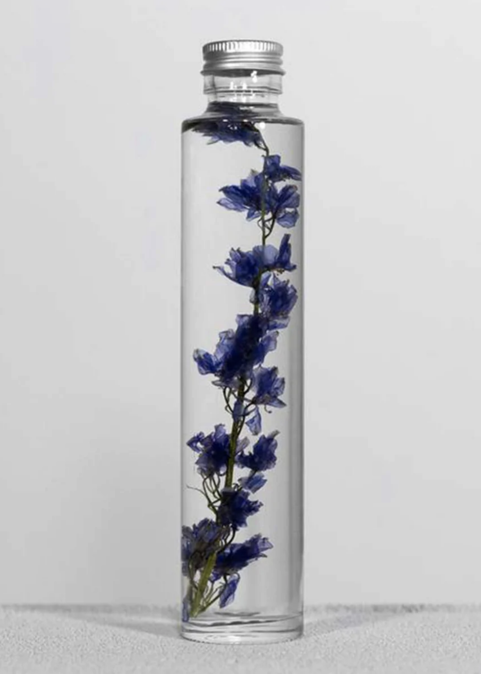 PLANT SPECIMEN - Ridderspoor (Delphinium)