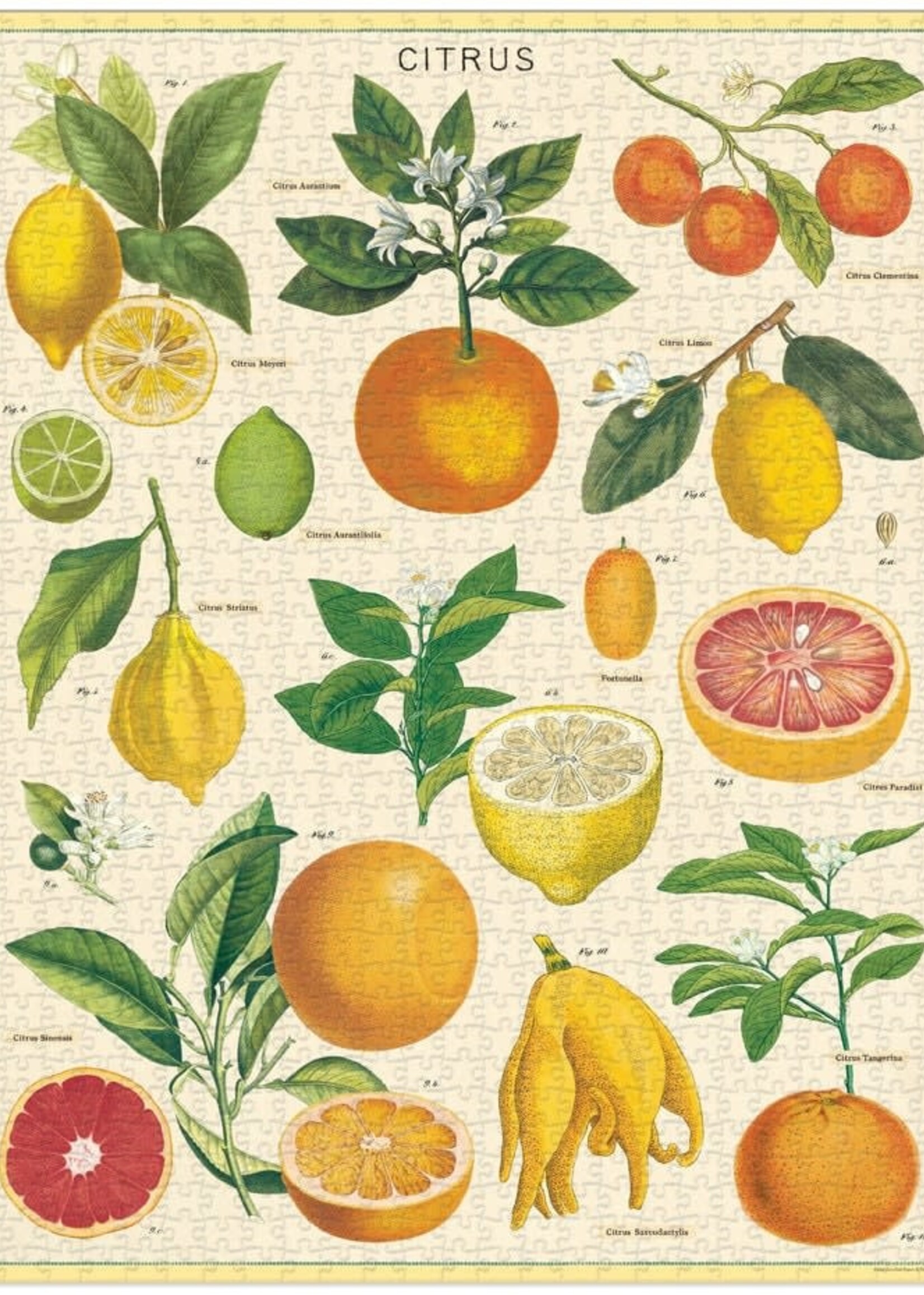 PUZZEL - Citrus