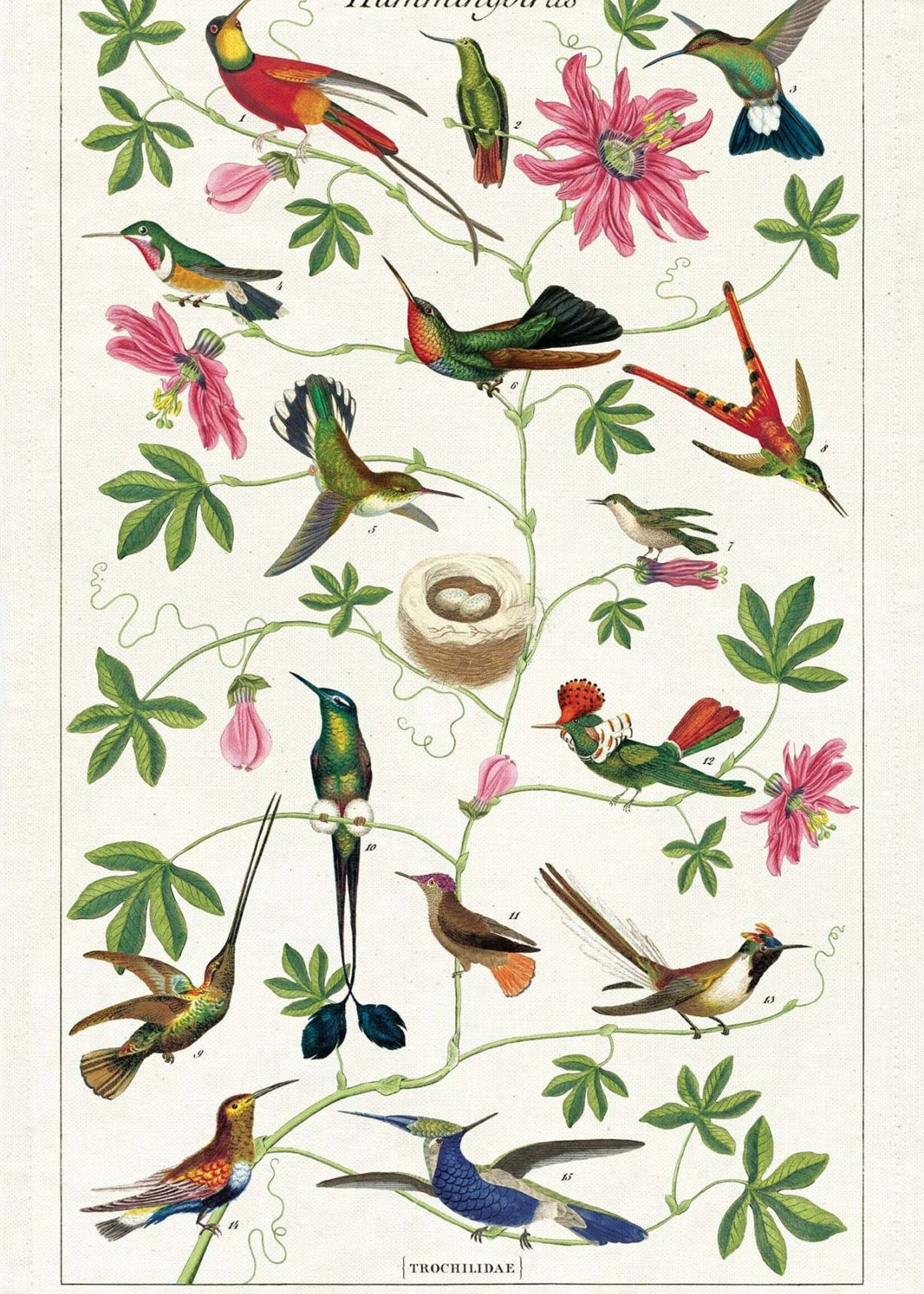 VINTAGE POSTER - Kolibries