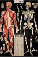 AFFICHE VINTAGE - l'Anatomie (50x70cm)