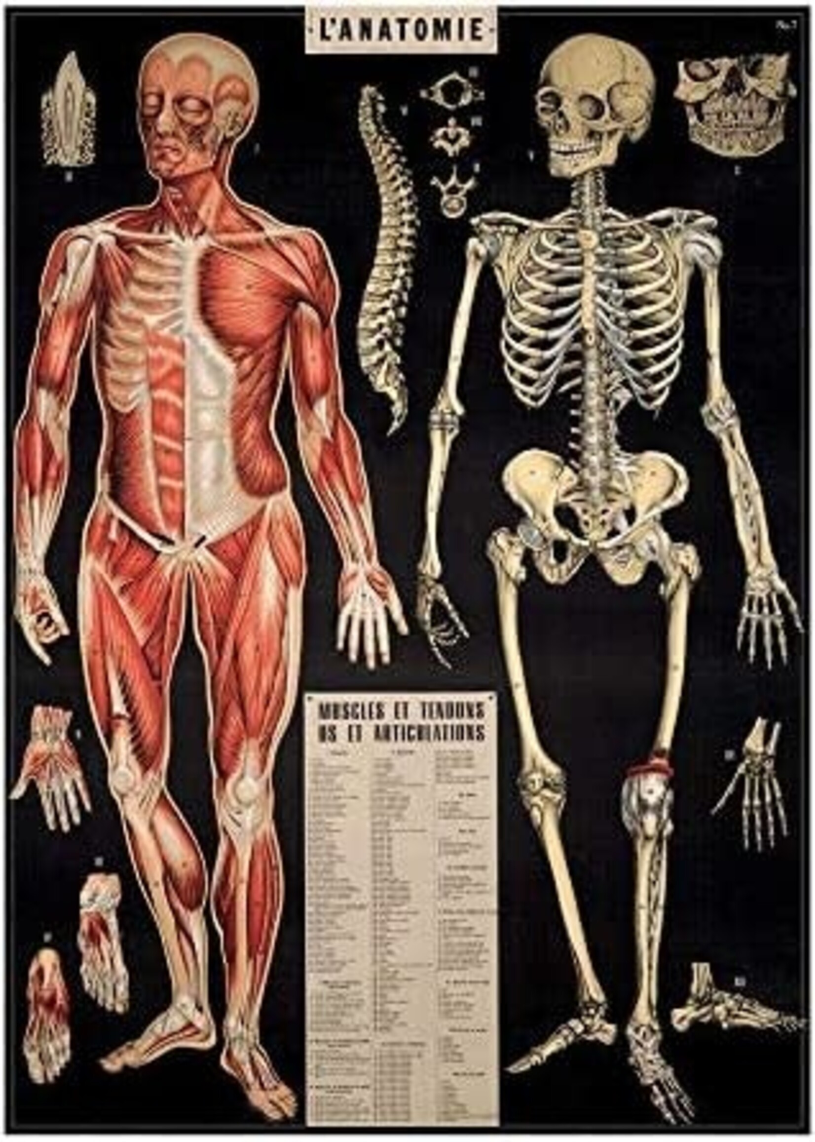 AFFICHE VINTAGE - l'Anatomie (50x70cm)