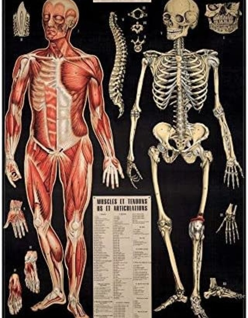 AFFICHE VINTAGE - l'Anatomie (50x70cm)