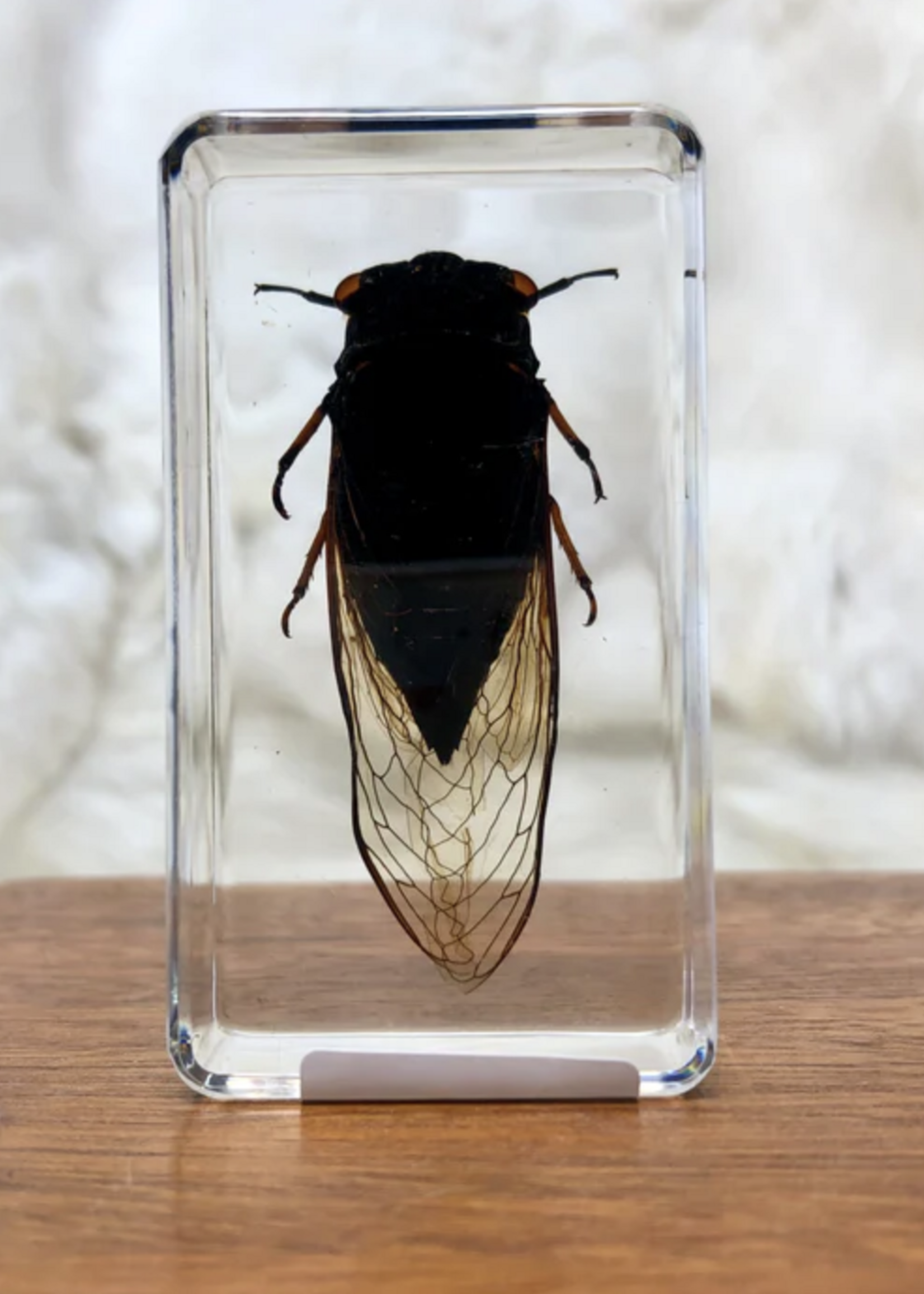 Animaux Spéciaux PAPERWEIGHT - Golden Cicada