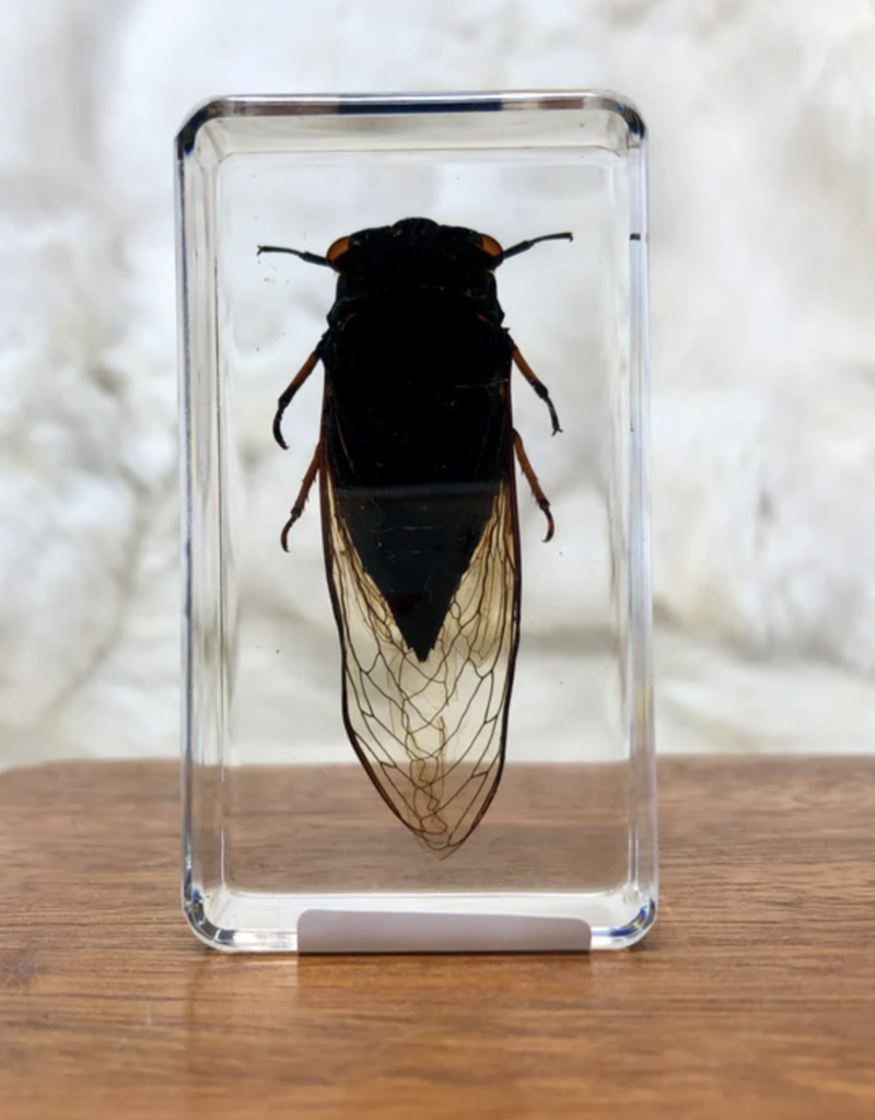 Animaux Spéciaux PAPERWEIGHT - Golden Cicada