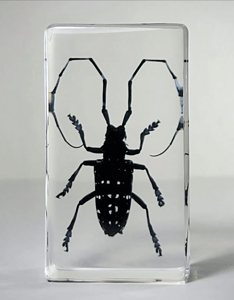 Animaux Spéciaux PRESSE-PAPIER - Longhorn Beetle 7 x 4cm