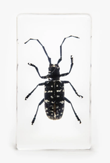Animaux Spéciaux PRESSE-PAPIER - Longhorn Beetle 7 x 4cm