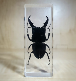 Animaux Spéciaux PAPERWEIGHT - Stag Beetle