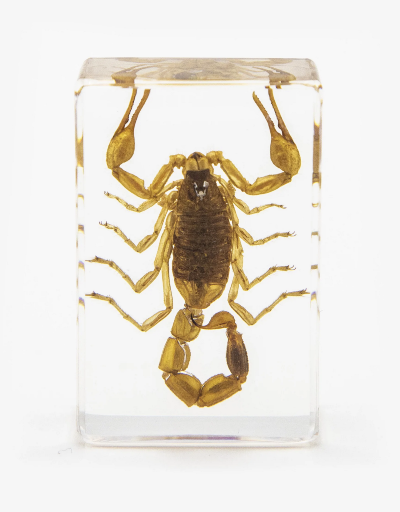 Animaux Spéciaux PAPERWEIGHT - Scorpion S 7x4cm