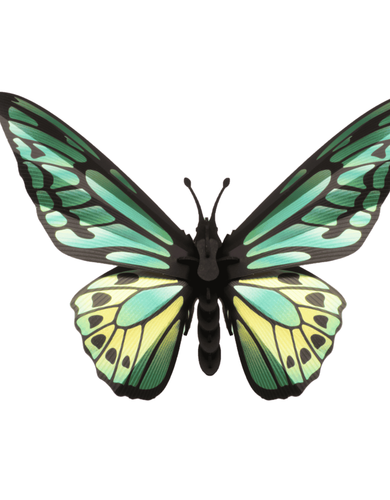 DIY DECORATION - Greend birdwing butterfly