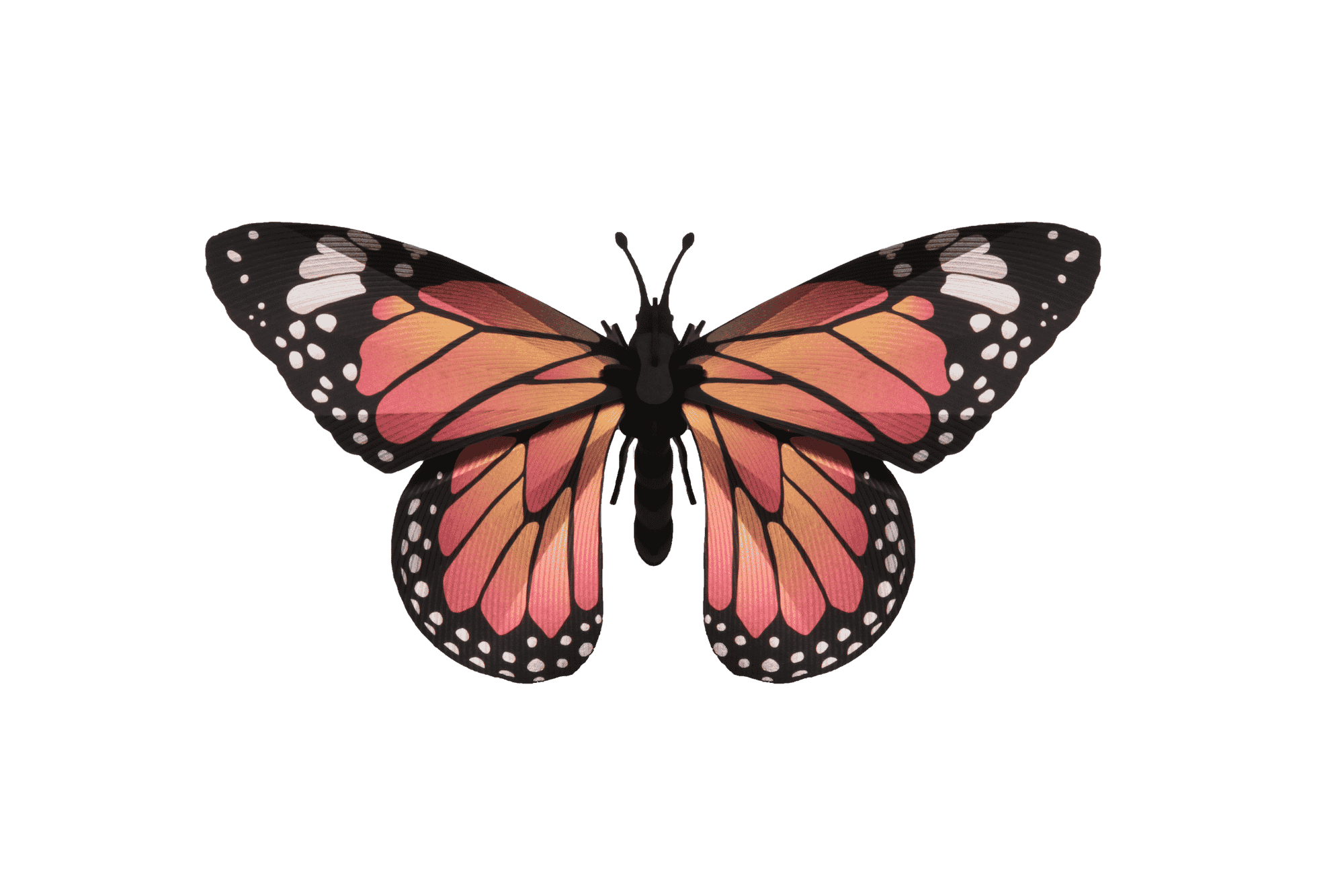 Monarch Butterfly DIY Kit 