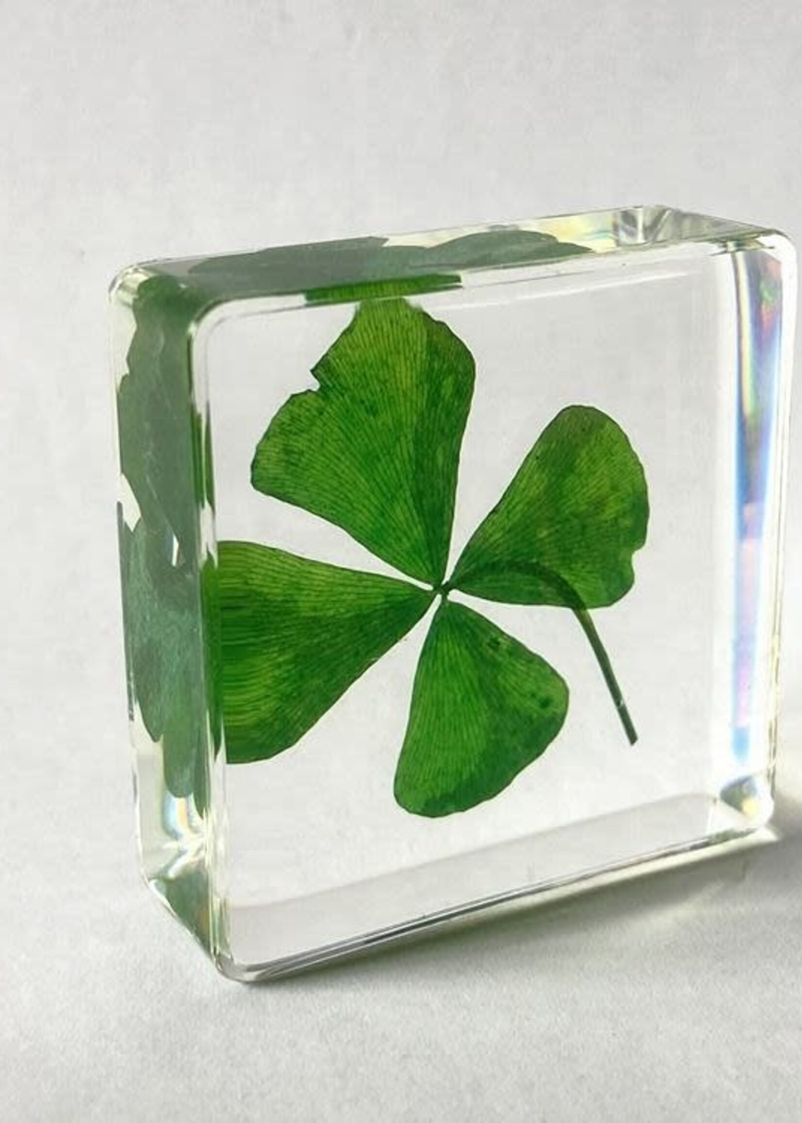 Animaux Spéciaux PRESSE-PAPER - Four-leaf clover, 4x4cm