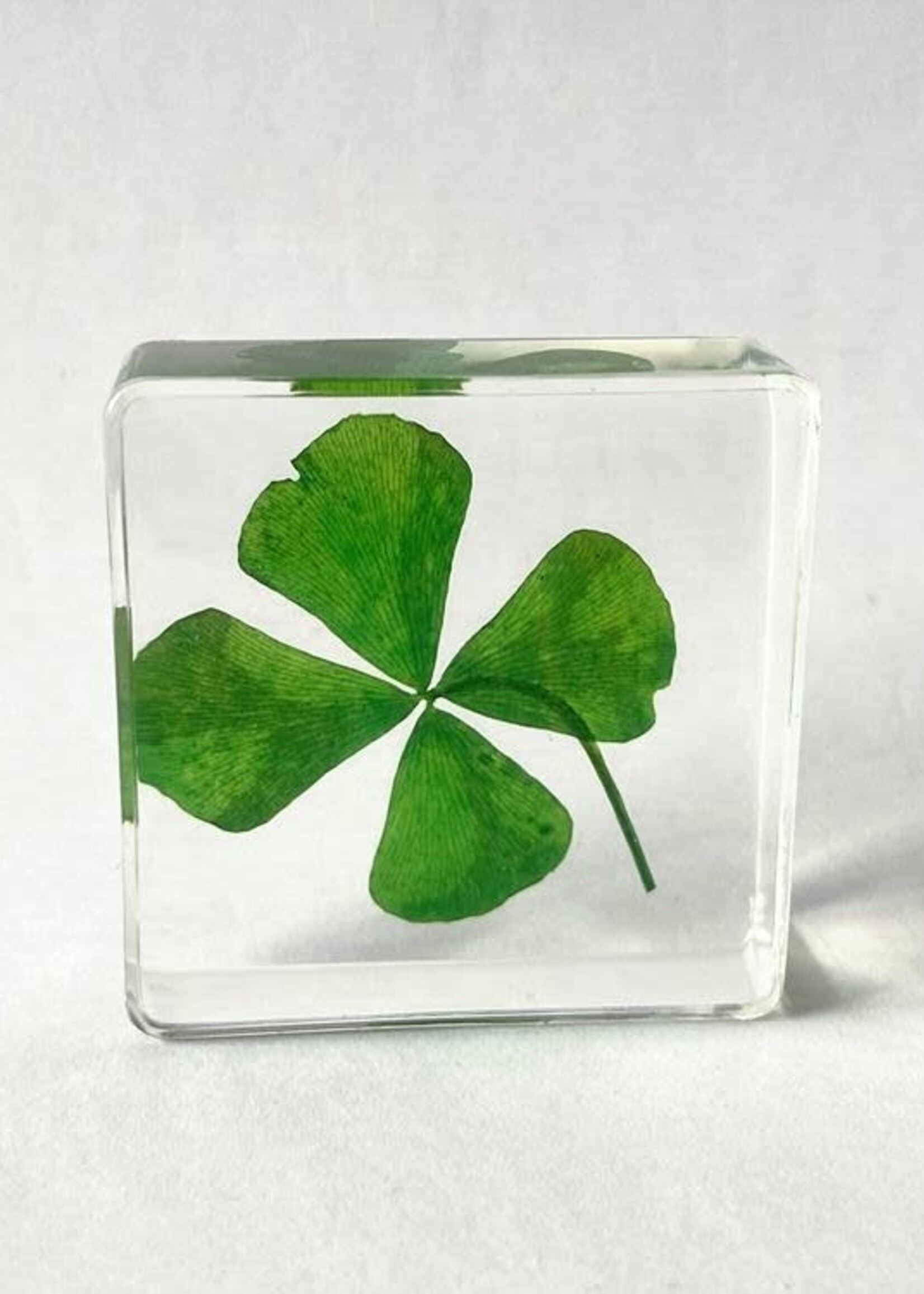 Animaux Spéciaux PRESSE-PAPER - Four-leaf clover, 4x4cm