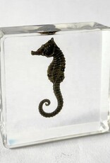 Animaux Spéciaux PRESSE PAPER - Seahorse, 4x4cm