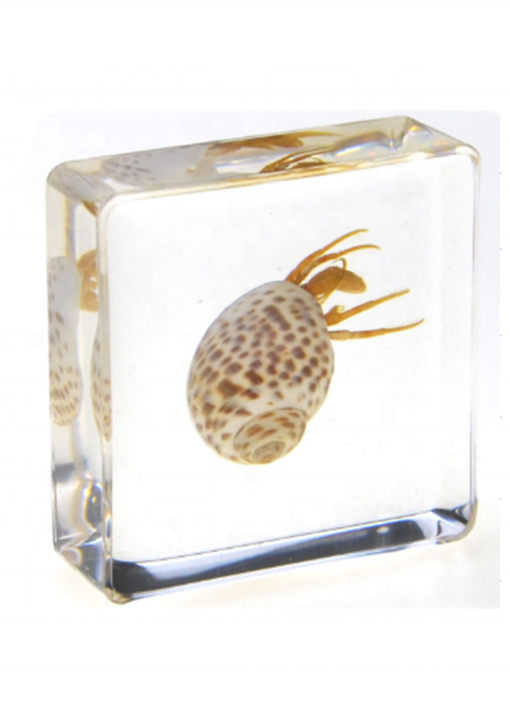 Animaux Spéciaux PRESSE PAPER - Hermit crab, 4x4cm