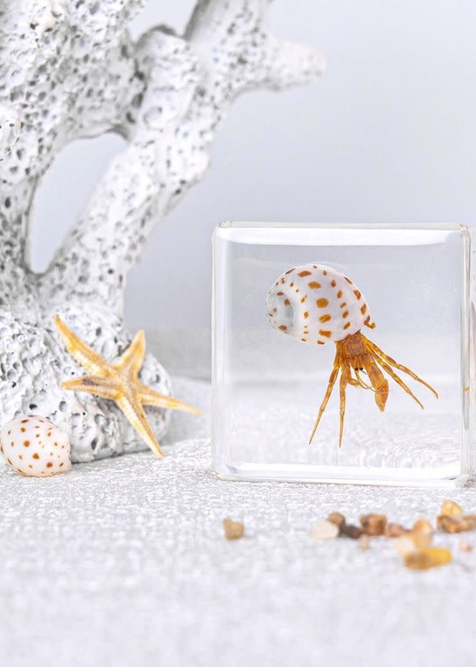 Animaux Spéciaux PRESSE PAPER - Hermit crab, 4x4cm